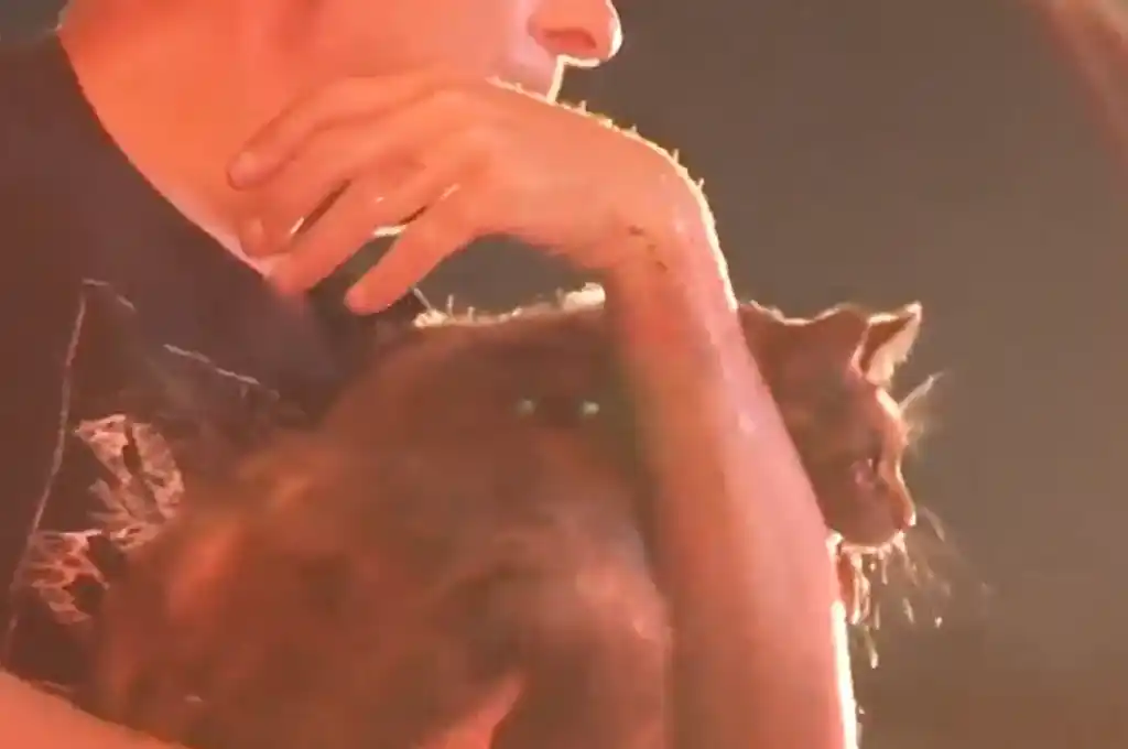 Bomberos rescataron a una gatita de un incendio en una casa de Tarzana.