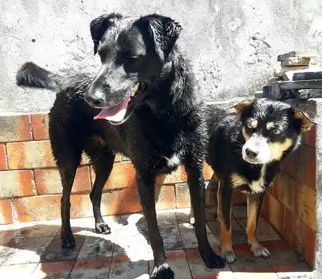 Habrá vacunación y desparasitación en el barrio 200 Viviendas