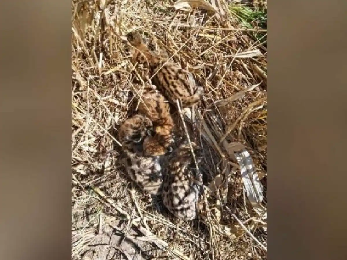 Un contratista rural frenó la cosechadora para no atropellar crías de puma