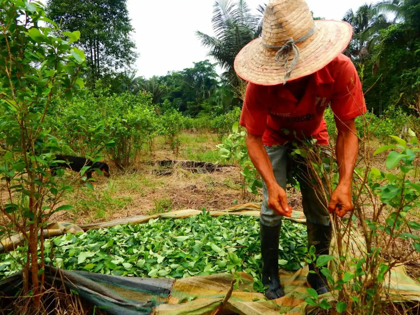 Muy afectado el negocio de la cocaína en Colombia