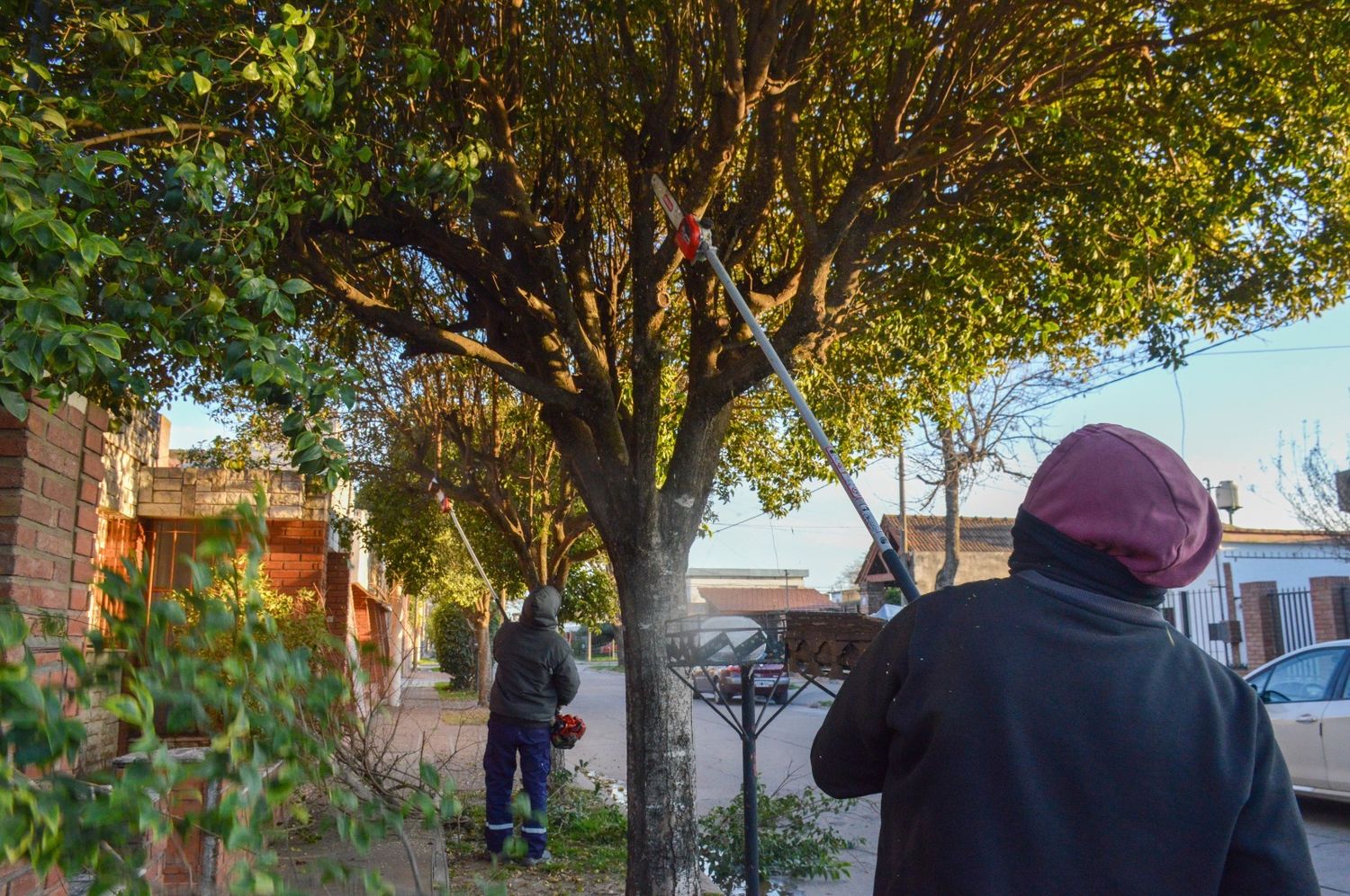 Labores de poda y mantenimiento en diversos sectores urbanos venadenses