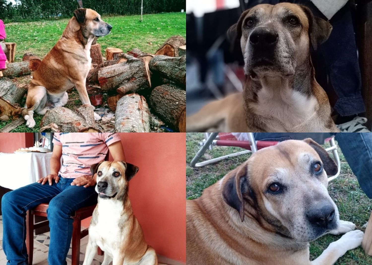 Maxi se perdió en el barrio La Calandria