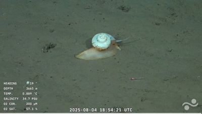El CONICET encontró a “Gary”: un caracol del fondo del océano que es furor en redes