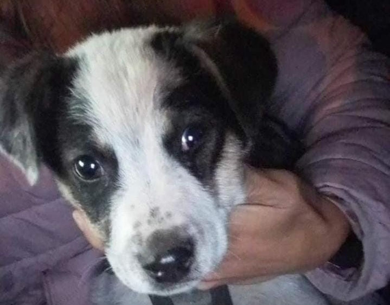 Cachorrito encontrado en el Boulevard