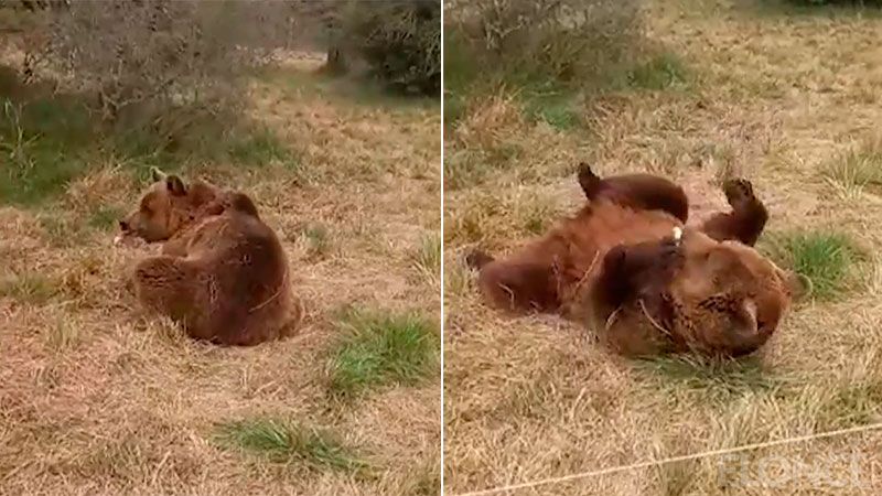 La historia de Kenai: el oso pardo que pasa sus días en un santuario entrerriano
