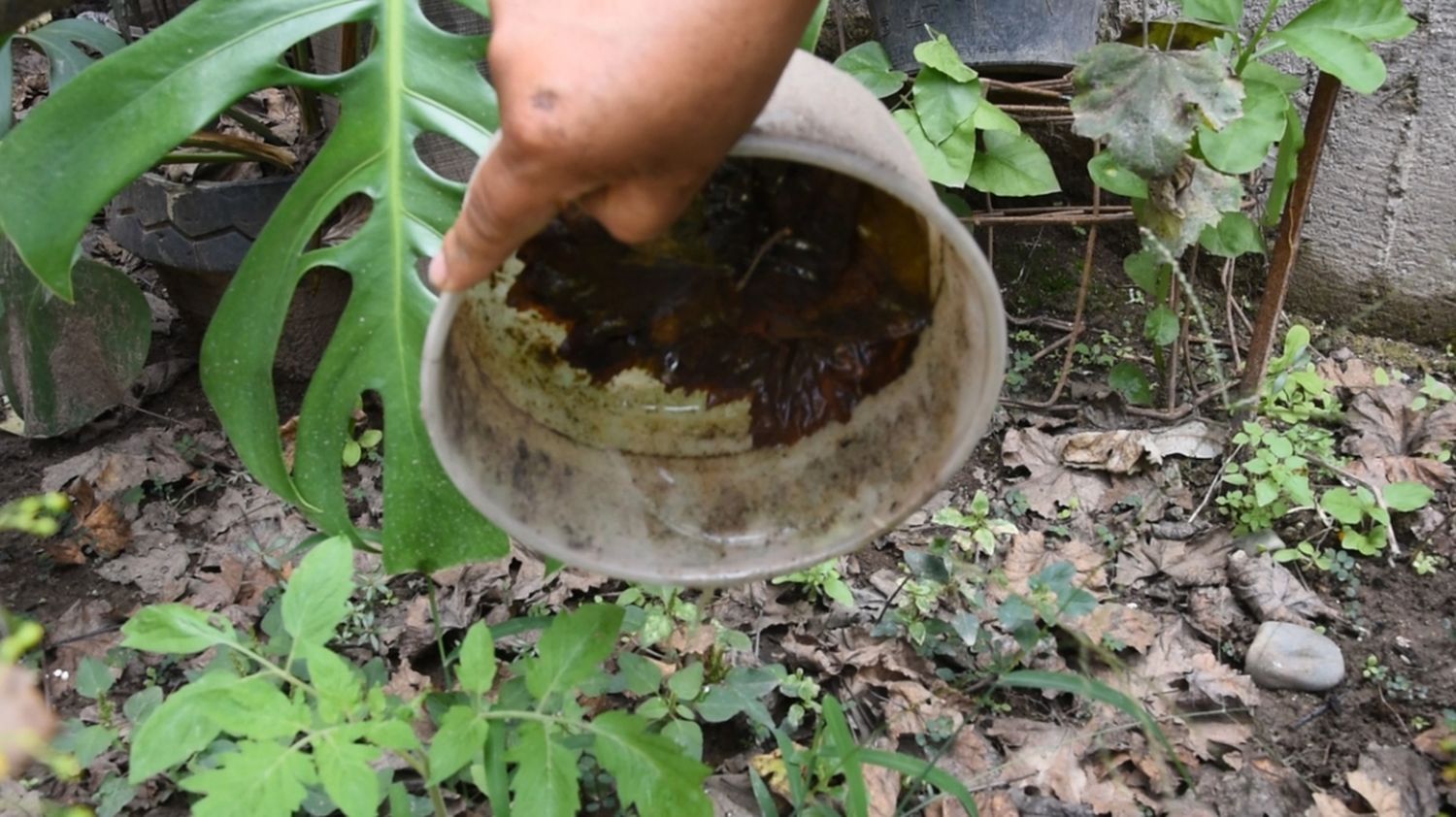 La enfermedad es transmitida por el mosquito Aedes aegypti.