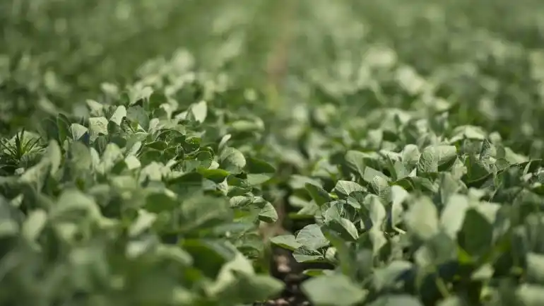 El Gobierno amplió el Presupuesto 2015 en $120 millones para reforzar la política agropecuaria