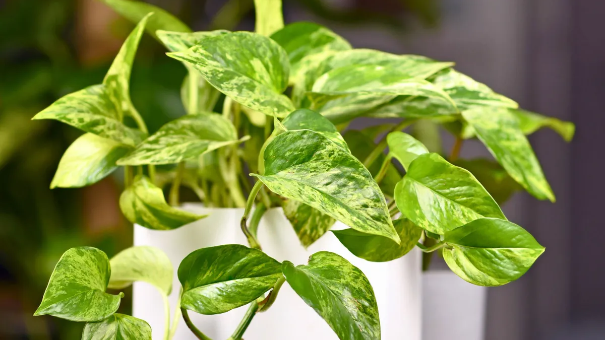 El potus, una planta de interior, puede eliminar hasta un 73 % de sustancias cancerígenas del aire en solo 24 horas, según un estudio de la NASA.