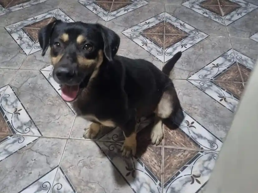 Buscan a perrito perdido por calle Liniers