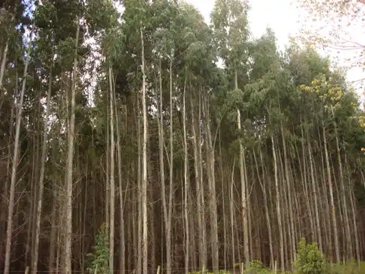 Jornada técnica sobre Eucalyptus