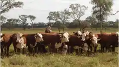 Cayó en casi un millón de cabezas el stock bovino en el 2020