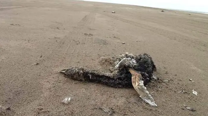 Tres Arroyos: Encontraron 152 pingüinos muertos en dos meses