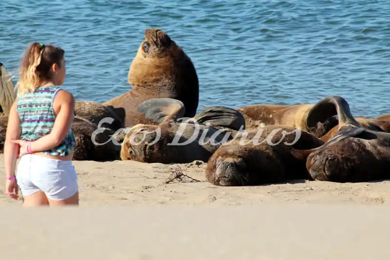 Buscan ordenar la interacción de los lobos marinos y la gente
