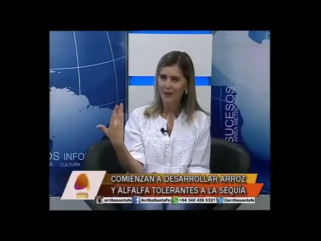 Comienzan a desarrollar arroz y alfalfa tolerantes a la sequía