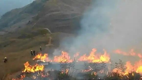 ¡SI LOS VEN, NO LOS ATAQUEN! Incendios en parques nacionales provocaron migración natural de animales