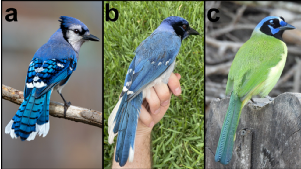 De izquierda a derecha: (a) arrendajo azul, (b) arrendajo híbrido macho —resultado del cruce entre un arrendajo azul macho y una hembra de arrendajo verde—, y (c) arrendajo verde.