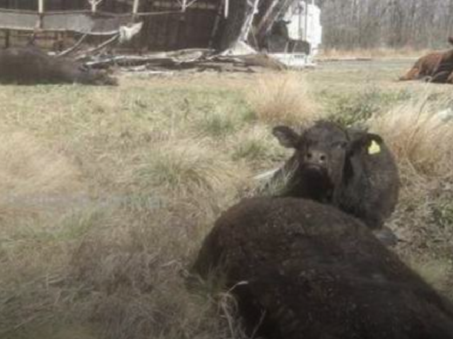 Un camión volcó y murieron ocho animales