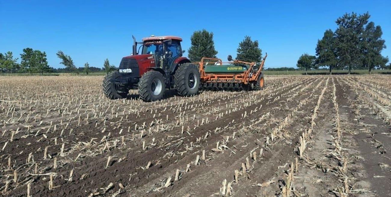 Con 95.000 hectáreas implantadas, cerró la siembra de maíz temprano en el centro norte santafesino