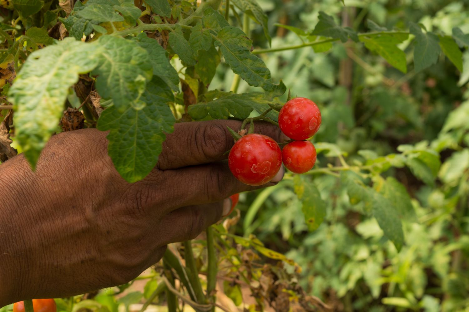 El Gobierno fija retenciones de 0% para las exportaciones de productos orgánicos y agroindustriales