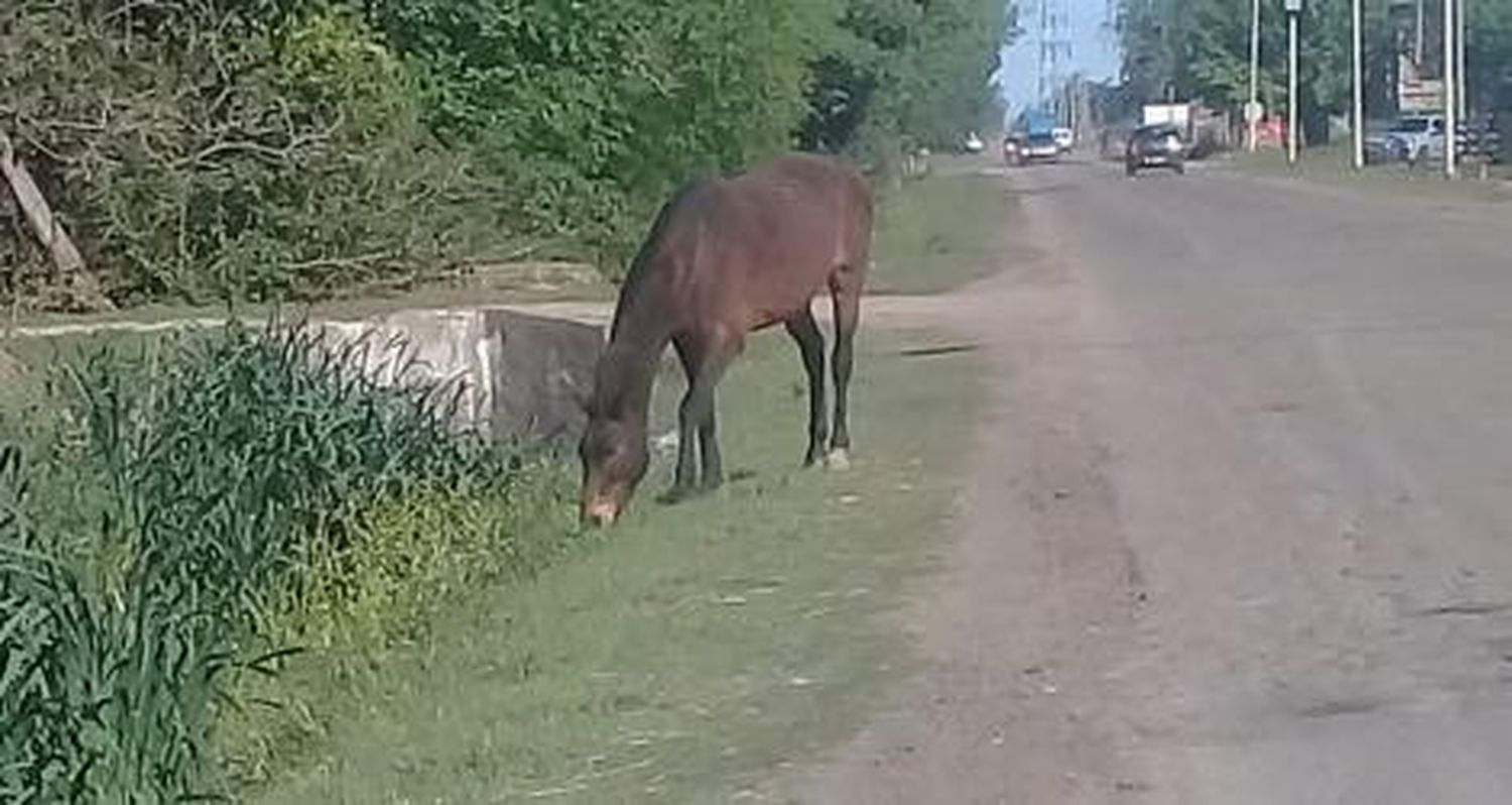 Otro caballo suelto