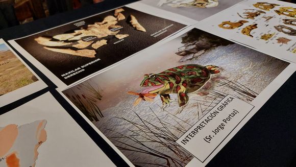 Museo Paleontológico: descubren el cráneo de una nueva especie de anfibio prehistórico