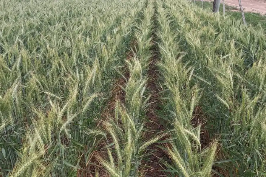 Lote con trigo; buen a muy buen estado, en etapa de grano pastoso duro, en el suroeste del departamento Castellanos.