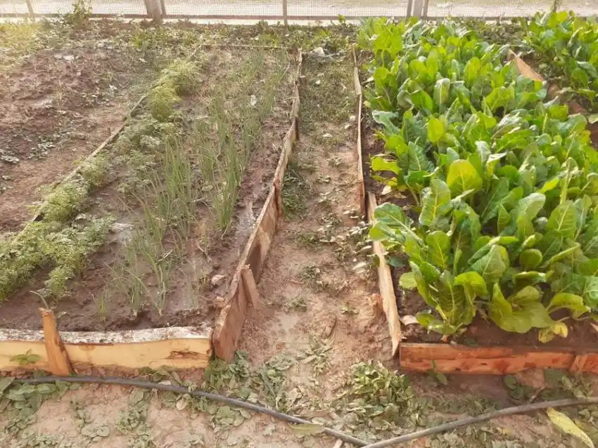 Huertas escolares: escuela primaria de Pirané desarrolla con éxito el proyecto