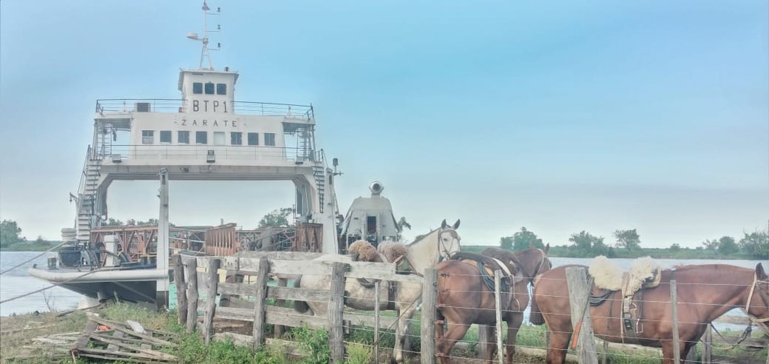 Evacuación de ganado en el delta de Entre Ríos