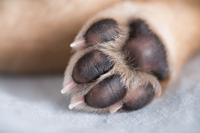 pata de perro caliente
