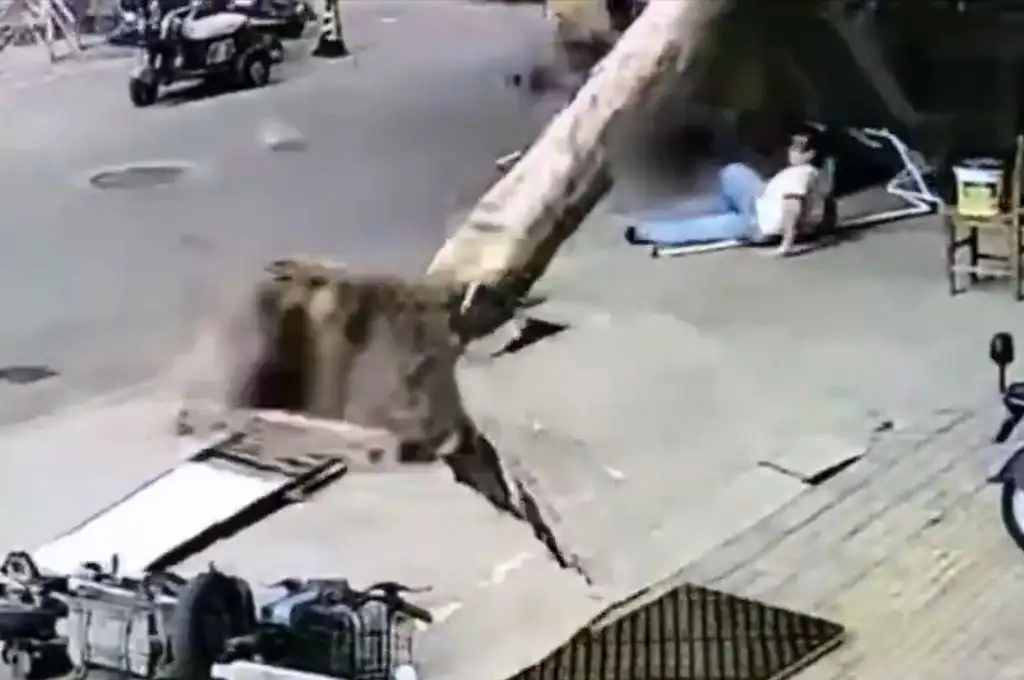 Un árbol se desplomó encima de una mujer