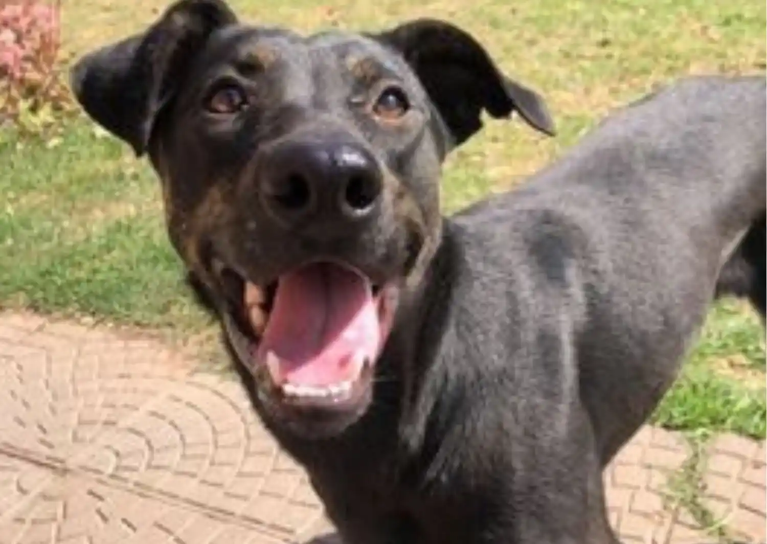Perra extraviada: buscan a Julieta