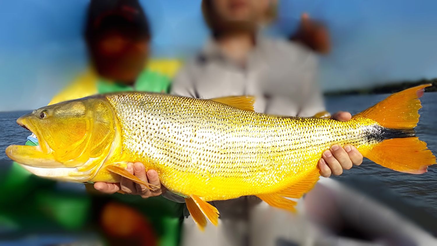 Entre Ríos declara de interés turístico el dorado y se prohíbe su pesca comercial