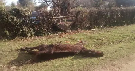 Pobre animal