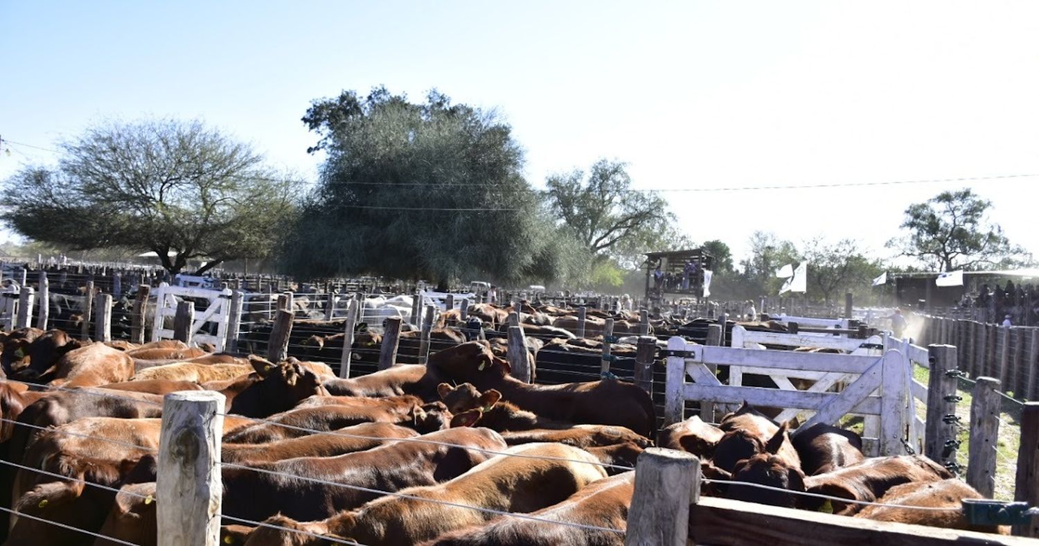 Se reprogramó el 9° Remate de Invernada de Productores del Bañado La Estrella