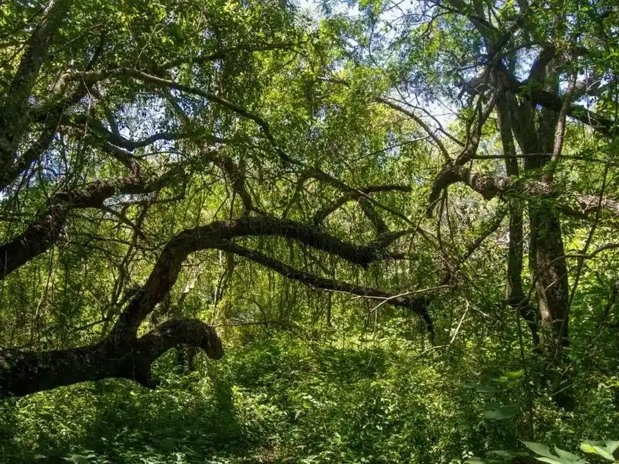 La Provincia aprobó el Plan Estratégico 2026 para conservar los bosques nativos