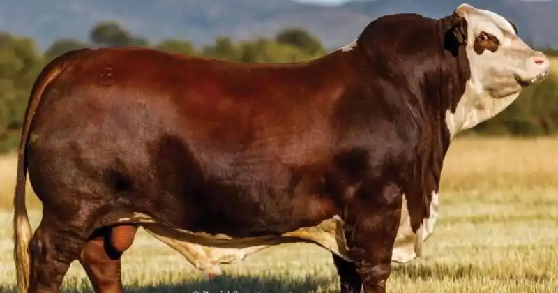 Los mejores Braford del mundo son argentinos