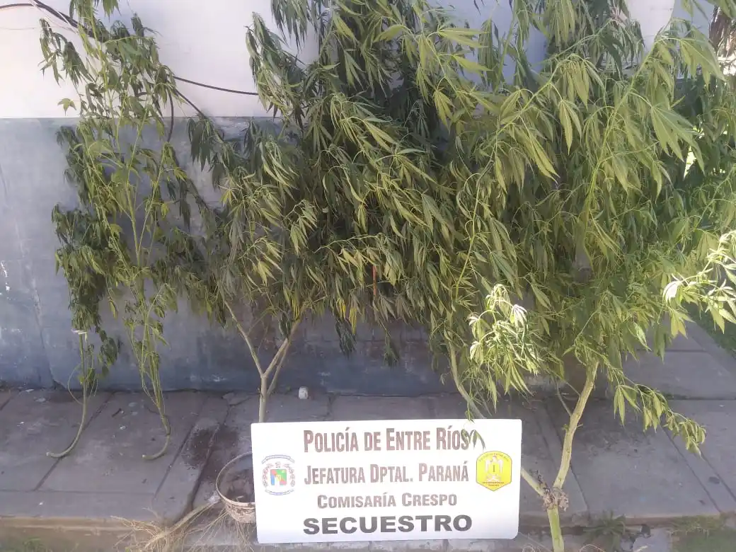 Buscaban una bicicleta robada y encontraron plantas de marihuana