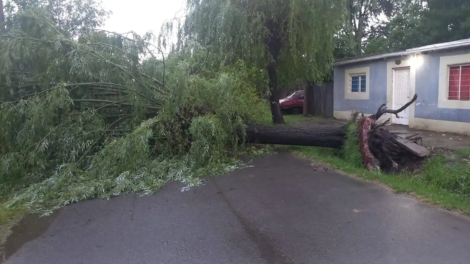 Un árbol cayó en Benefactoras Sampedrina al 900.