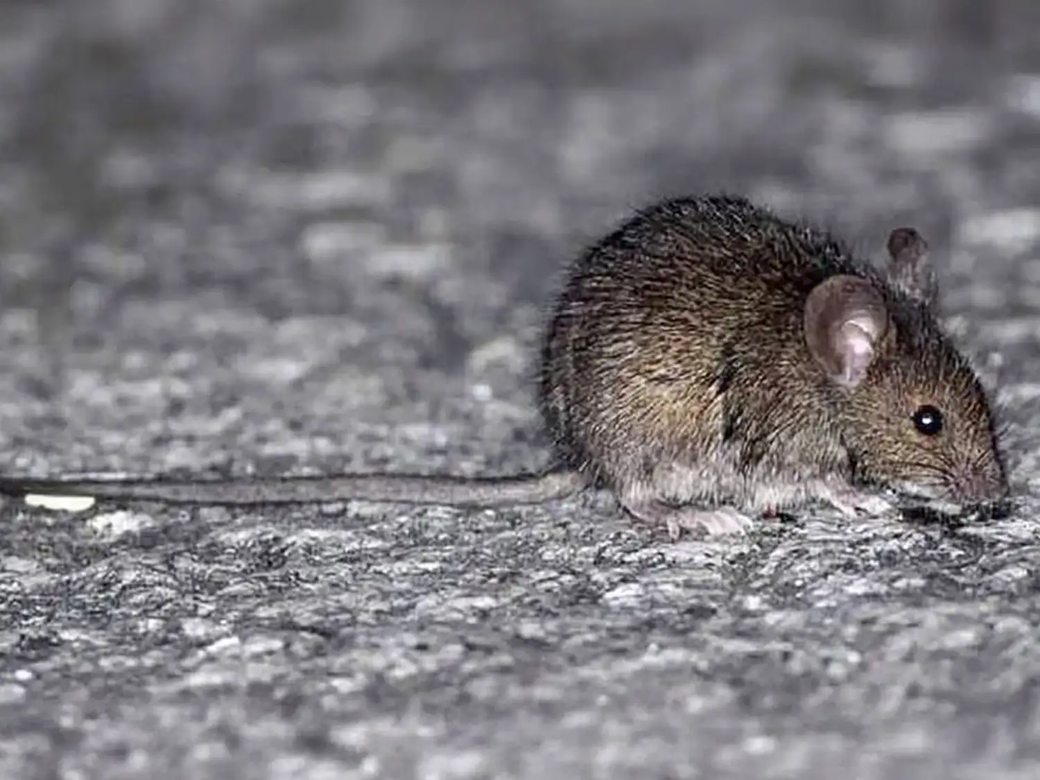 Preocupa el aumento de casos de hantavirus en zonas de islas de Entre Ríos