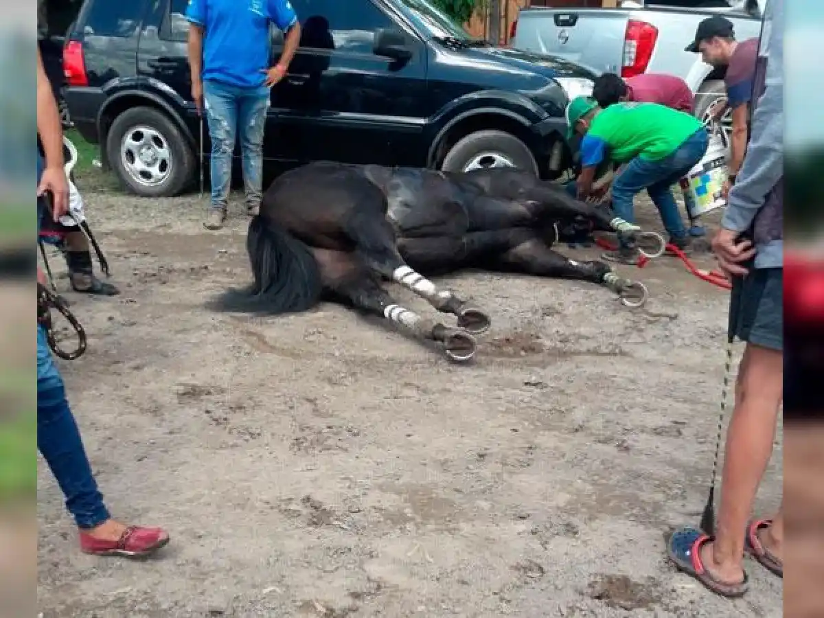 Murieron dos caballos en carreras cuadreras: le explicación del hipódromo de San Francisco 