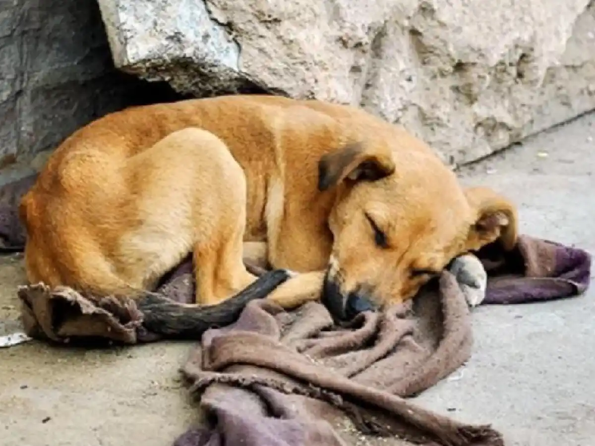 Revisarán las cámaras de calle para encontrar al "psicópata" que mató a 20 perros