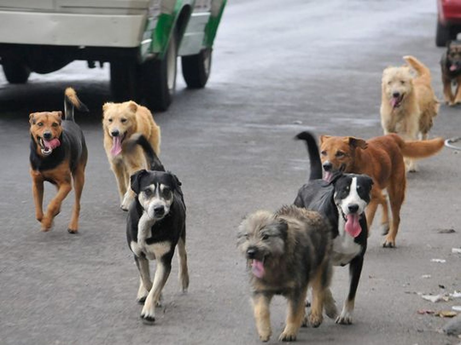 ¡NUEVO MODUS OPERANDI! Usan mascotas para atracar carros
