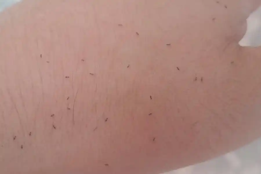 Invasión de "bichitos negros" en Buenos Aires: qué son, cómo combatirlos y qué daños pueden provocar en al piel