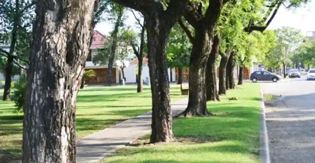 Lanzan plan para reforestar la ciudad