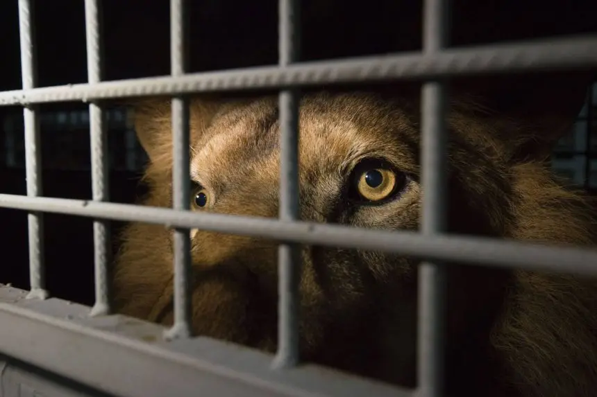 Avanza una ley para prohibir que los circos usen animales como espectáculo