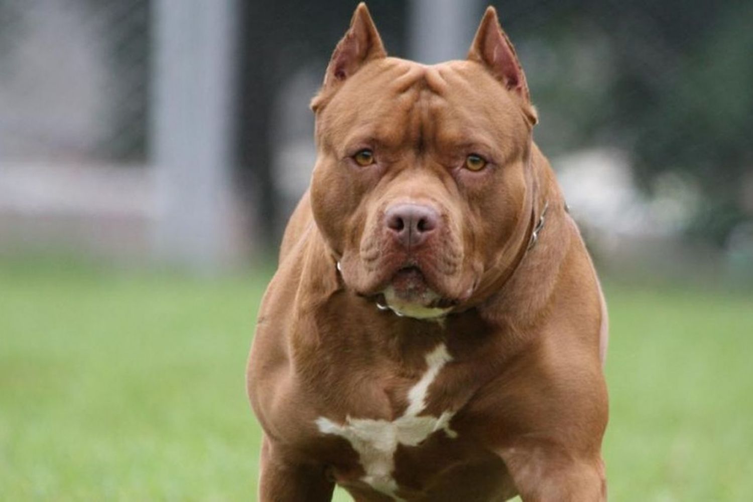 Otra vez un pitbull: Nena de 2 años ferozmente atacada por un perro en Berisso