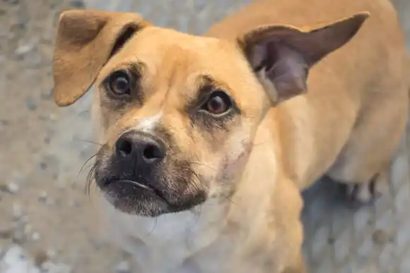 Día Mundial del Perro Adoptado: promueven la adopción responsable de mascotas