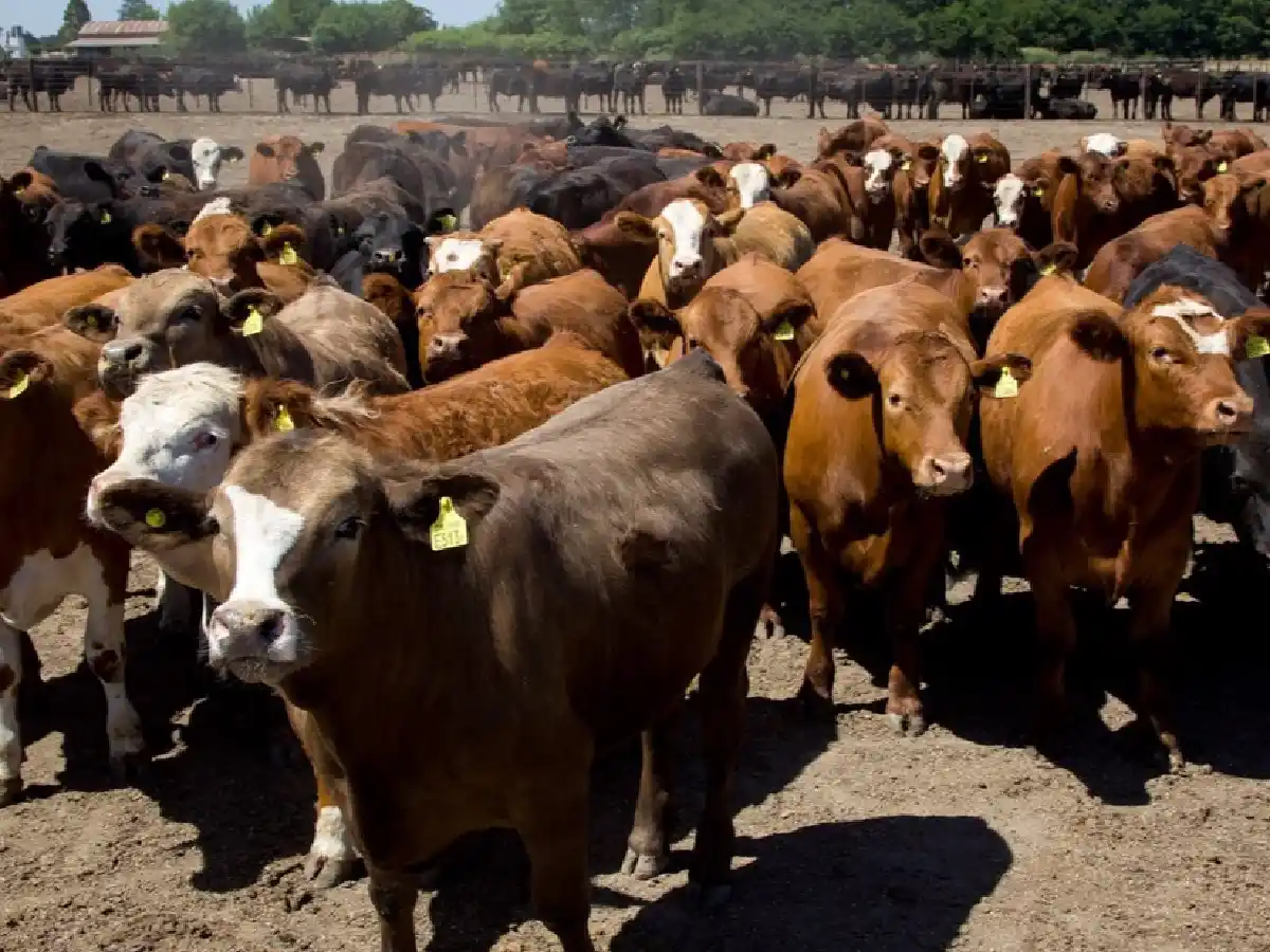 Feedloteros, disconformes con el plazo para la baja en el peso mínimo para la faena de hembras