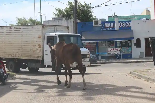 El peligro diario de los caballos sueltos en la ciudad