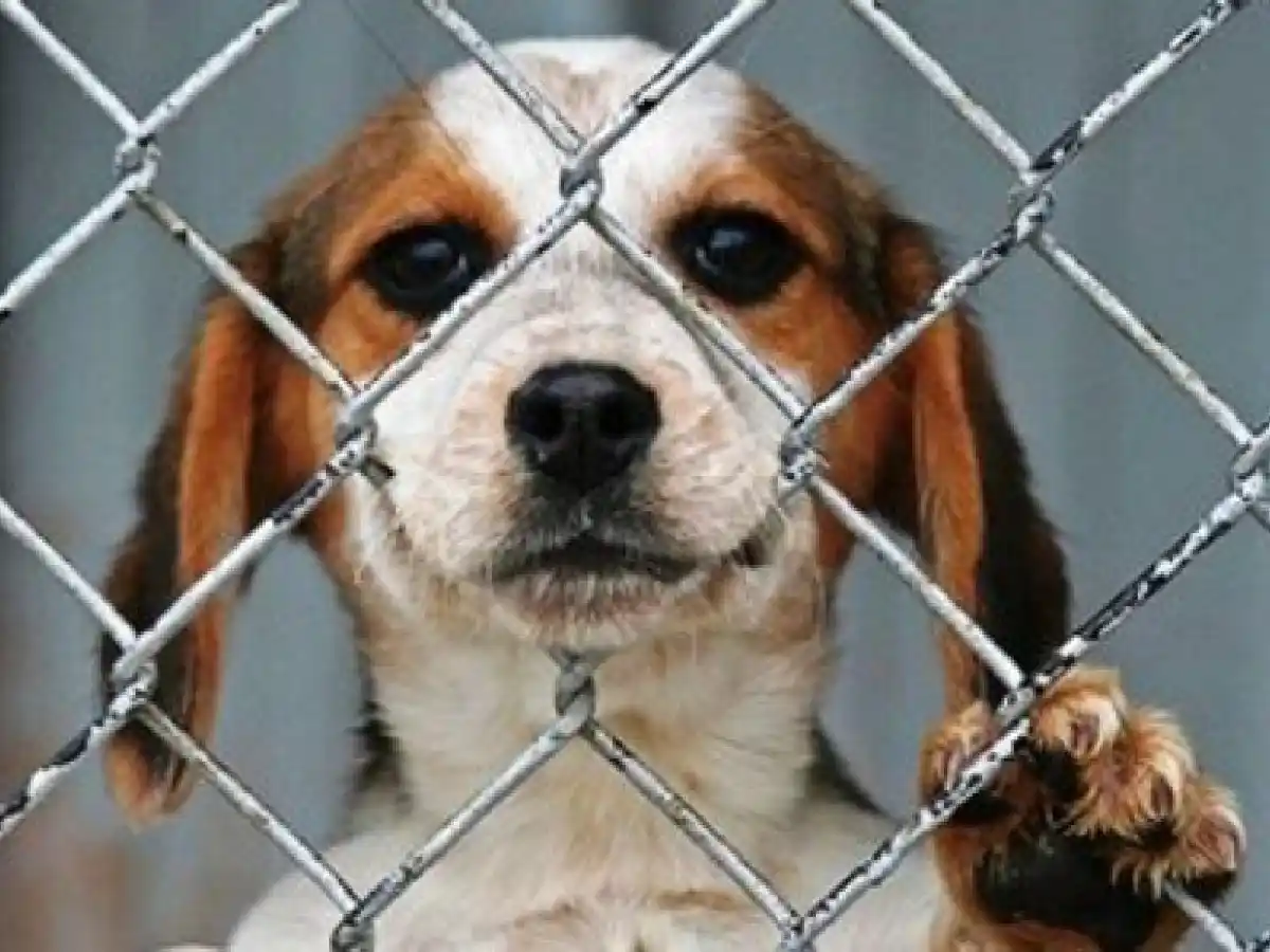 Primer paso en Italia para incorporar a la Constitución la defensa de los derechos de los animales